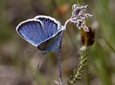 Blauwe vlinder