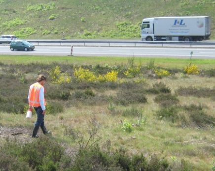 Wegvangen reptielen bij snelweg