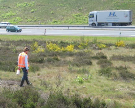 Wegvangen reptielen bij snelweg