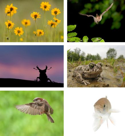 Natuur in bloei