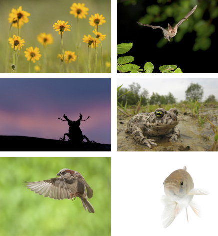 Natuur in bloei